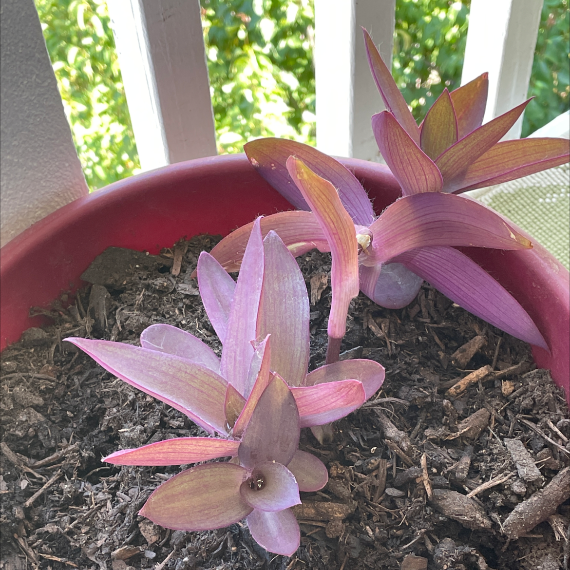 Close-up of a healthy purple heart plant with vibrant purple leaves growing in soil.