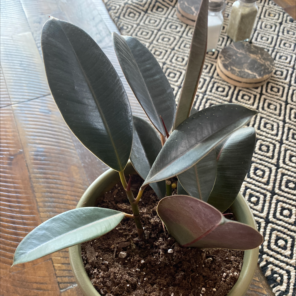 Rubber Plant plant photo by @Lizzybear named Daphne on Greg, the plant care app.