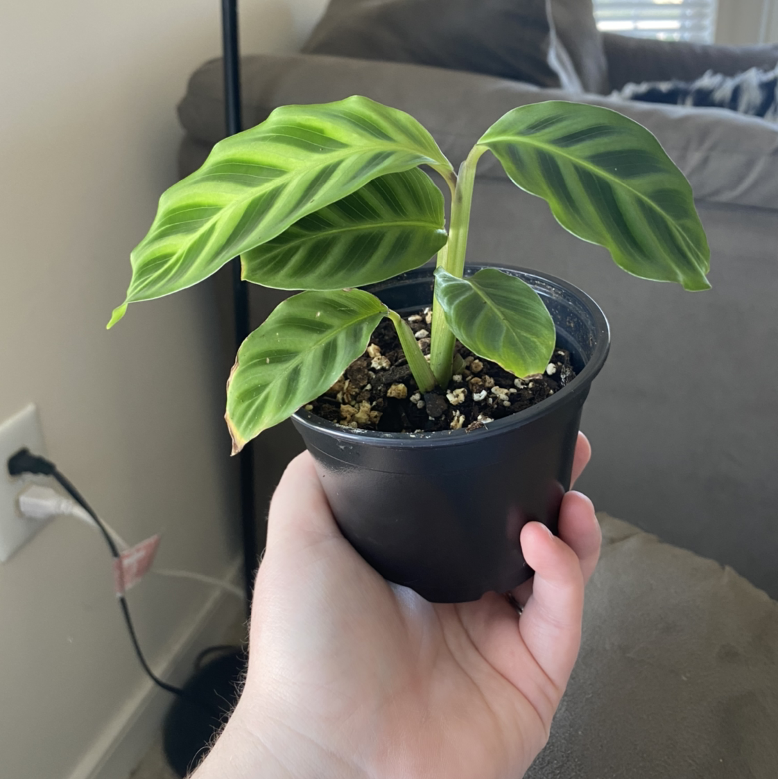 Zebra Calathea plant in a black pot held by a hand, showing vibrant green patterned leaves.
