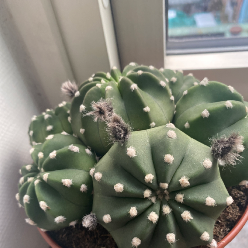 Photo of the plant species Domino Cactus by Kajsa named Pomona on Greg, the plant care app