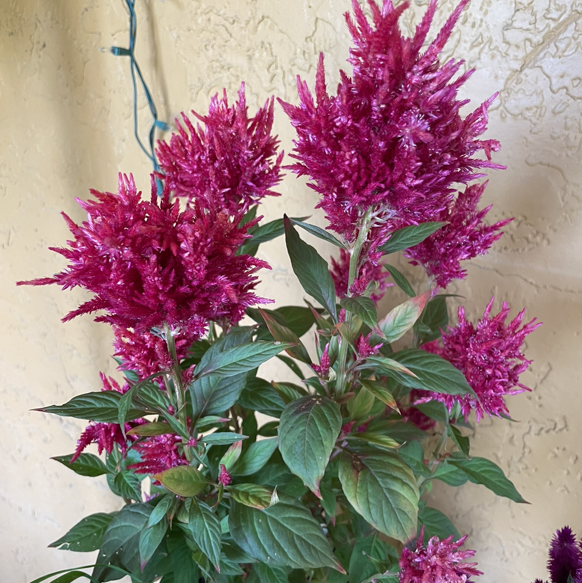 Healthy Cockscomb plant with tall magenta flower spikes and lush green foliage, well-framed photo with no signs of disease or damage.