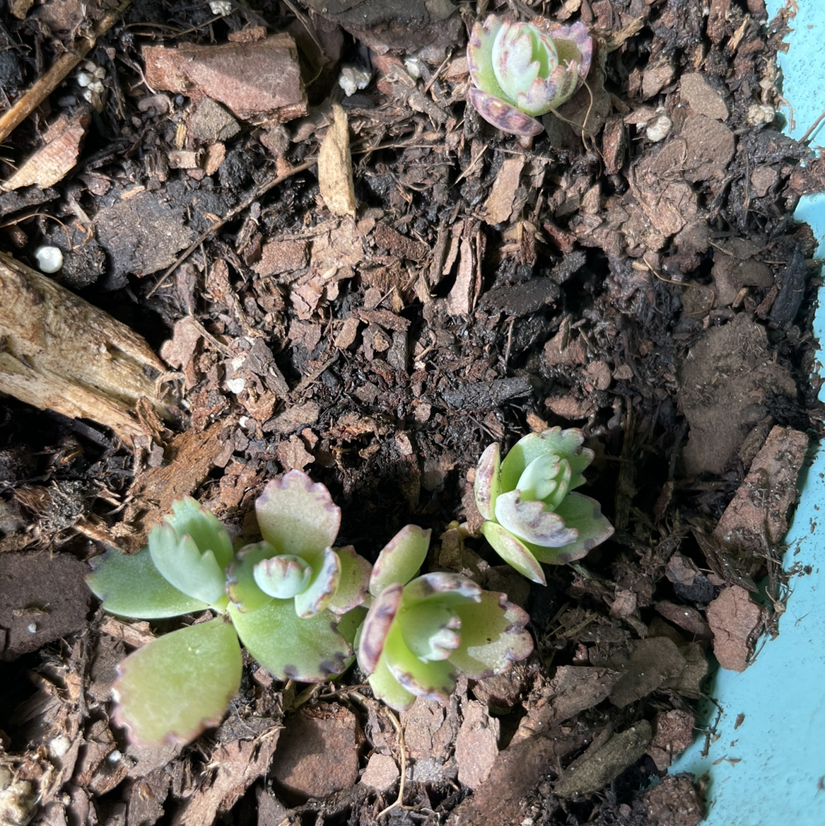 Two-Row Stonecrop plant in soil with visible mulch, showing healthy green leaves with purplish edges.