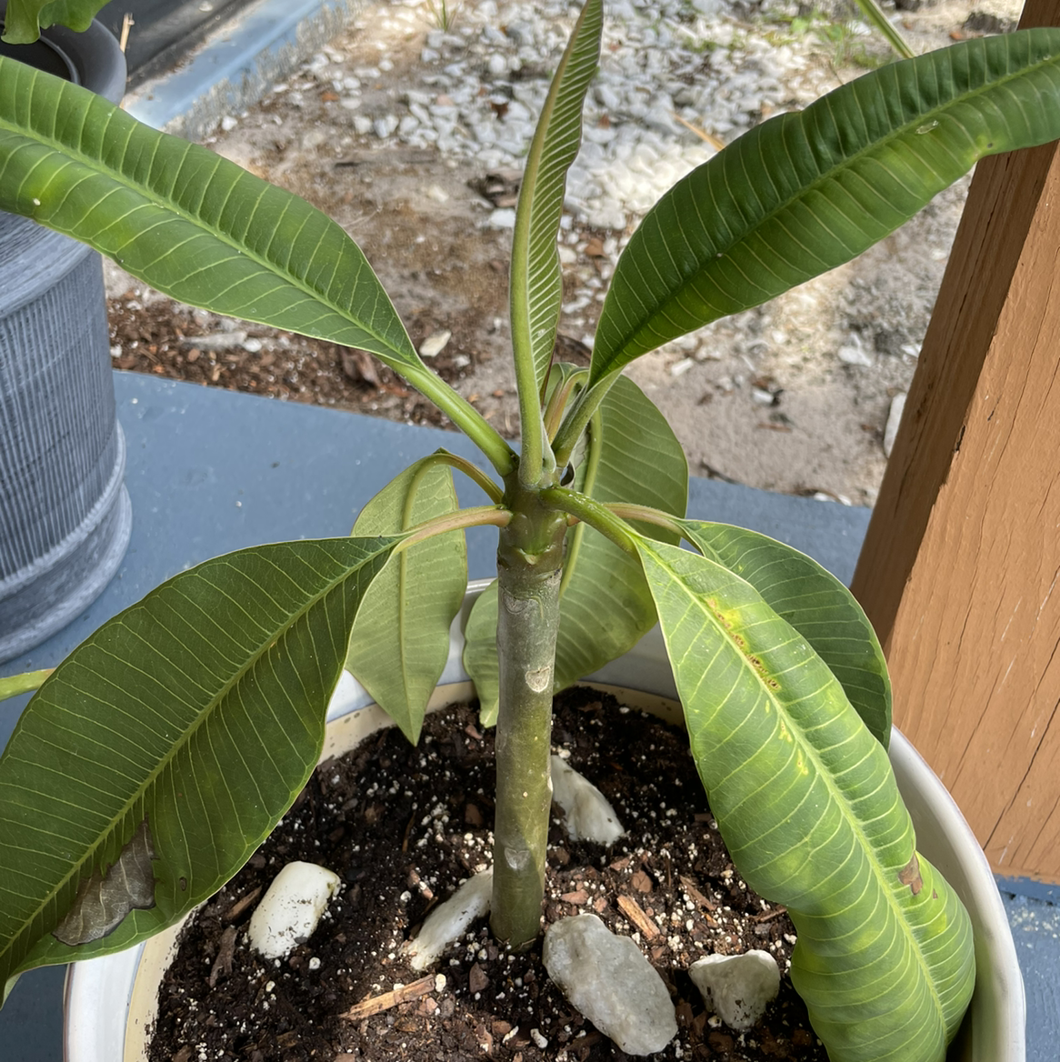 Potted Red Frangipani plant with large green leaves and visible soil.