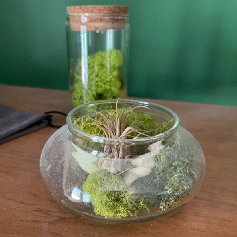 Spreading Airplant in a glass container with green moss, another jar with moss in the background.