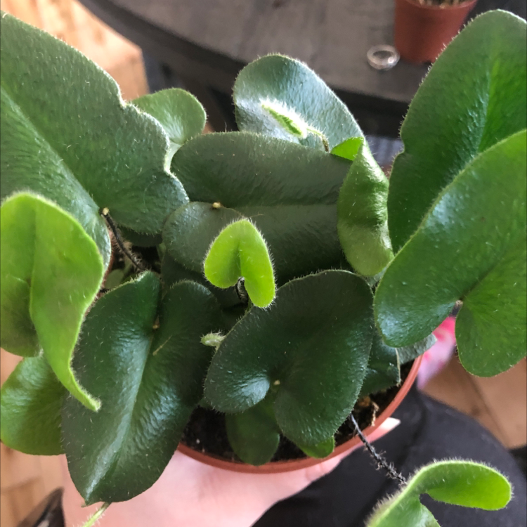Healthy Golden Leather Fern with thick green leaves in a pot, held by a hand.