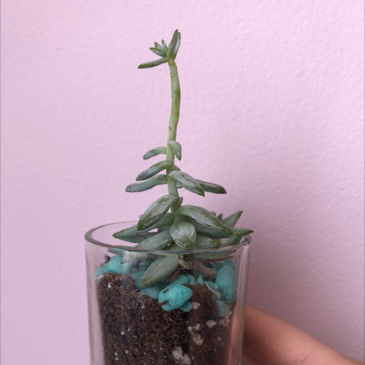 Pale Stonecrop succulent in a glass container with visible soil and decorative stones.