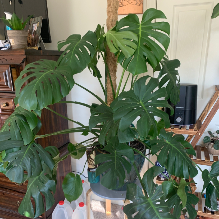 Monstera plant photo by Bayleigh named Nissa on Greg, the plant care app.