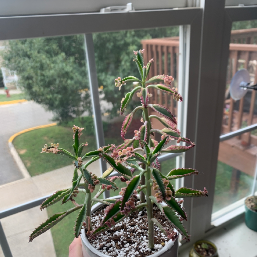 Kalanchoe 'Pink Butterflies' plant near a window with visible soil and pink-edged leaves.