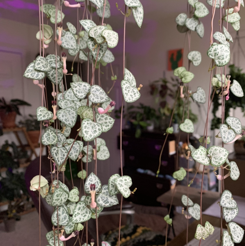 String of Hearts plant photo by Bayleigh named Astra on Greg, the plant care app.