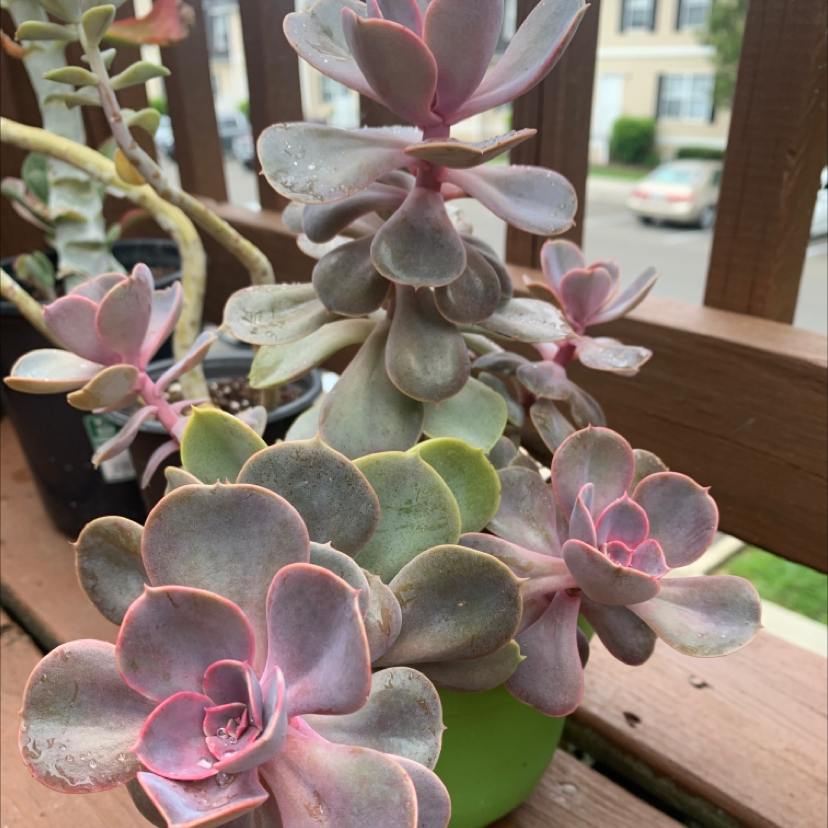 Echeveria 'Perle von Nurnberg' succulent with pinkish rosette-shaped leaves in a pot on a wooden surface.
