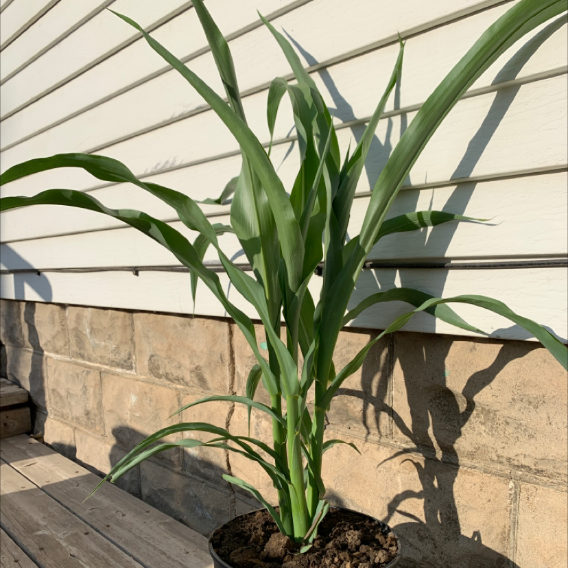 Photo of the plant species Corn by @GraceD named Sir Cornelius Cudelton￼ on Greg, the plant care app