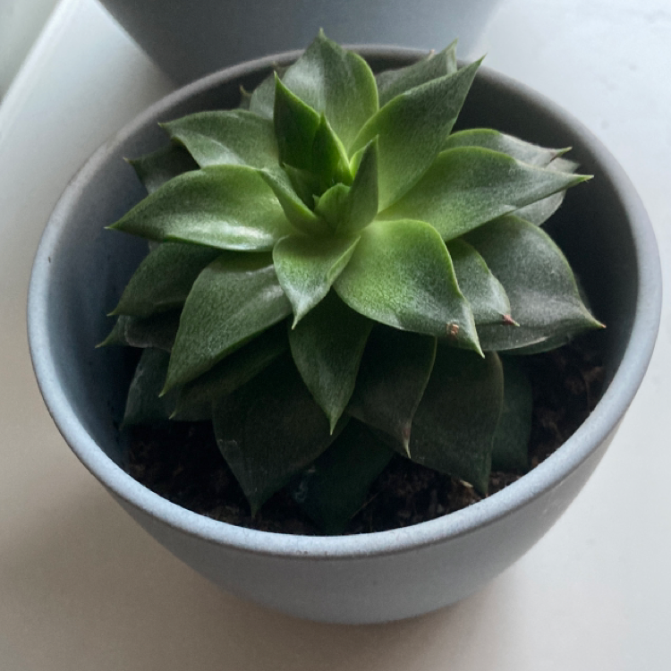 Echeveria purpusiorum plant photo by @massivesesh named Sbeve on Greg, the plant care app.