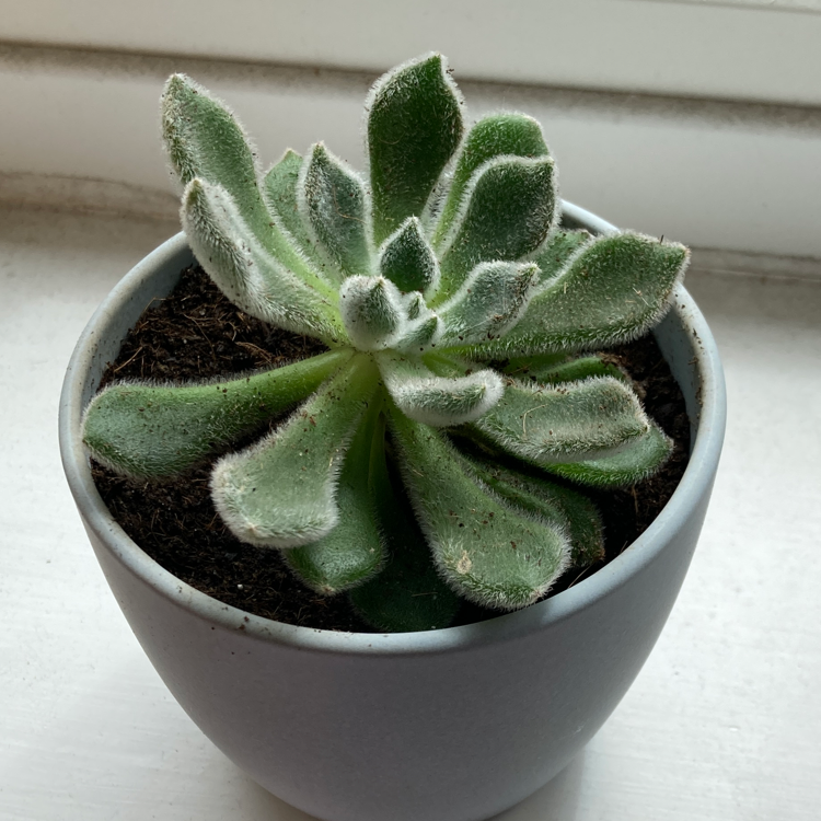 Mexican Firecracker plant photo by @massivesesh named Soft Fuzzy Man on Greg, the plant care app.