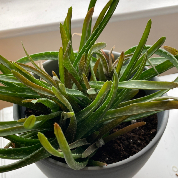 Aloe vera plant photo by @massivesesh named Bichael on Greg, the plant care app.