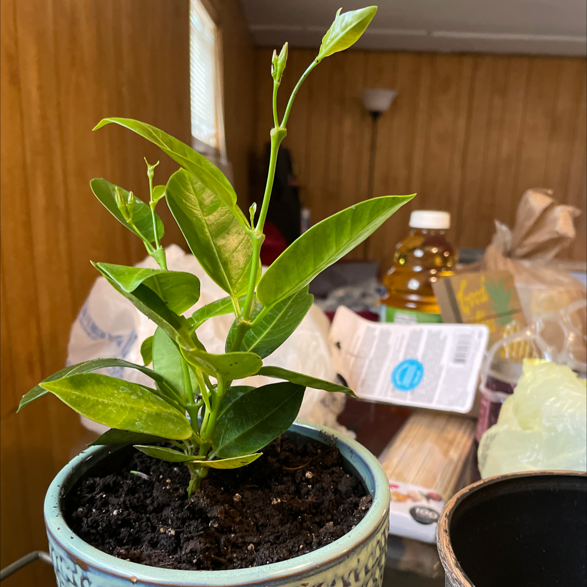 Potted Brazilian Jasmine plant with healthy green leaves in a cluttered indoor setting.