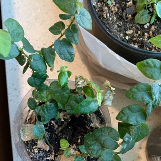 Creeping Fig plant in Muncie, Indiana