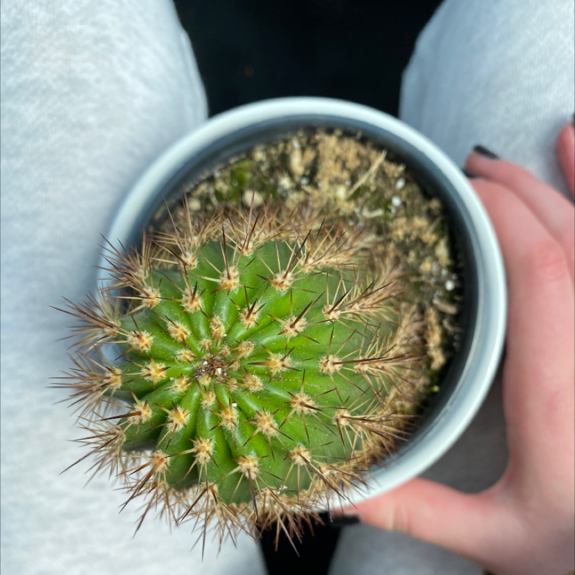 Photo of the plant species Torch Cactus by @allybouchard named remington on Greg, the plant care app