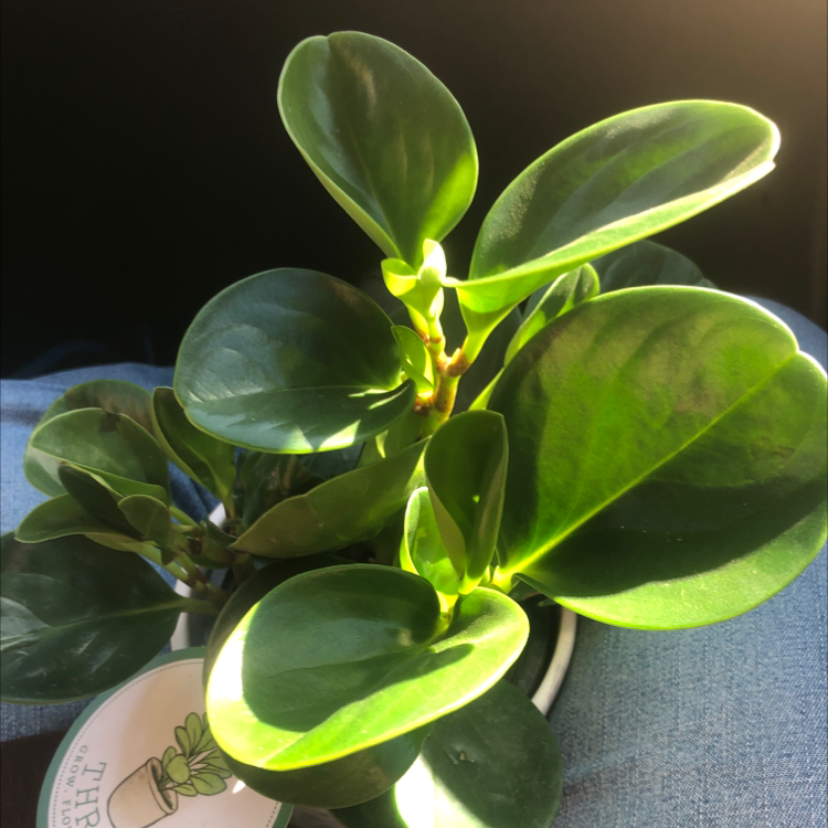 Baby Rubber Plant plant photo by @stellargina named aura on Greg, the plant care app.