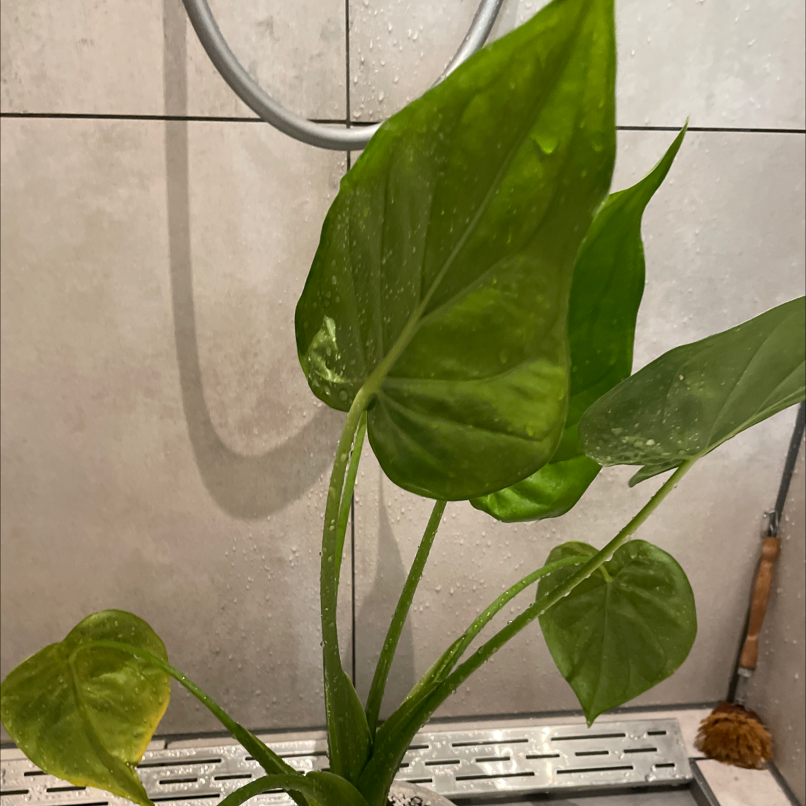 Healthy Chinese Taro plant with large, glossy green heart-shaped leaves, grown indoors.
