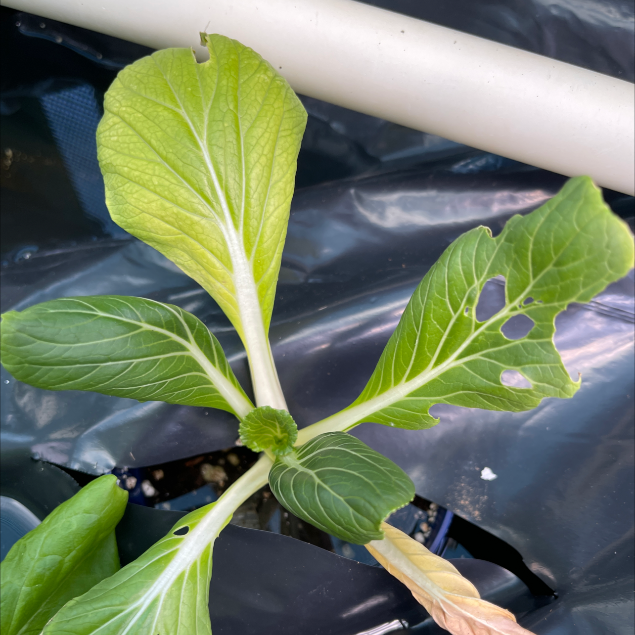 Close-up of healthy wild cabbage seedling with bright green leaves growing in black plastic tray.