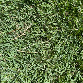 St. Augustine Grass plant in Somewhere on Earth