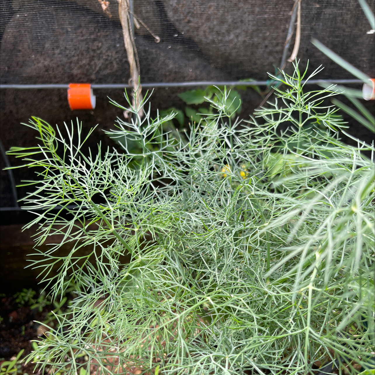 How Do I Propagate My Dill?