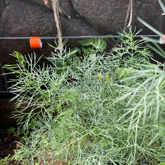 Dill plant in Somewhere on Earth