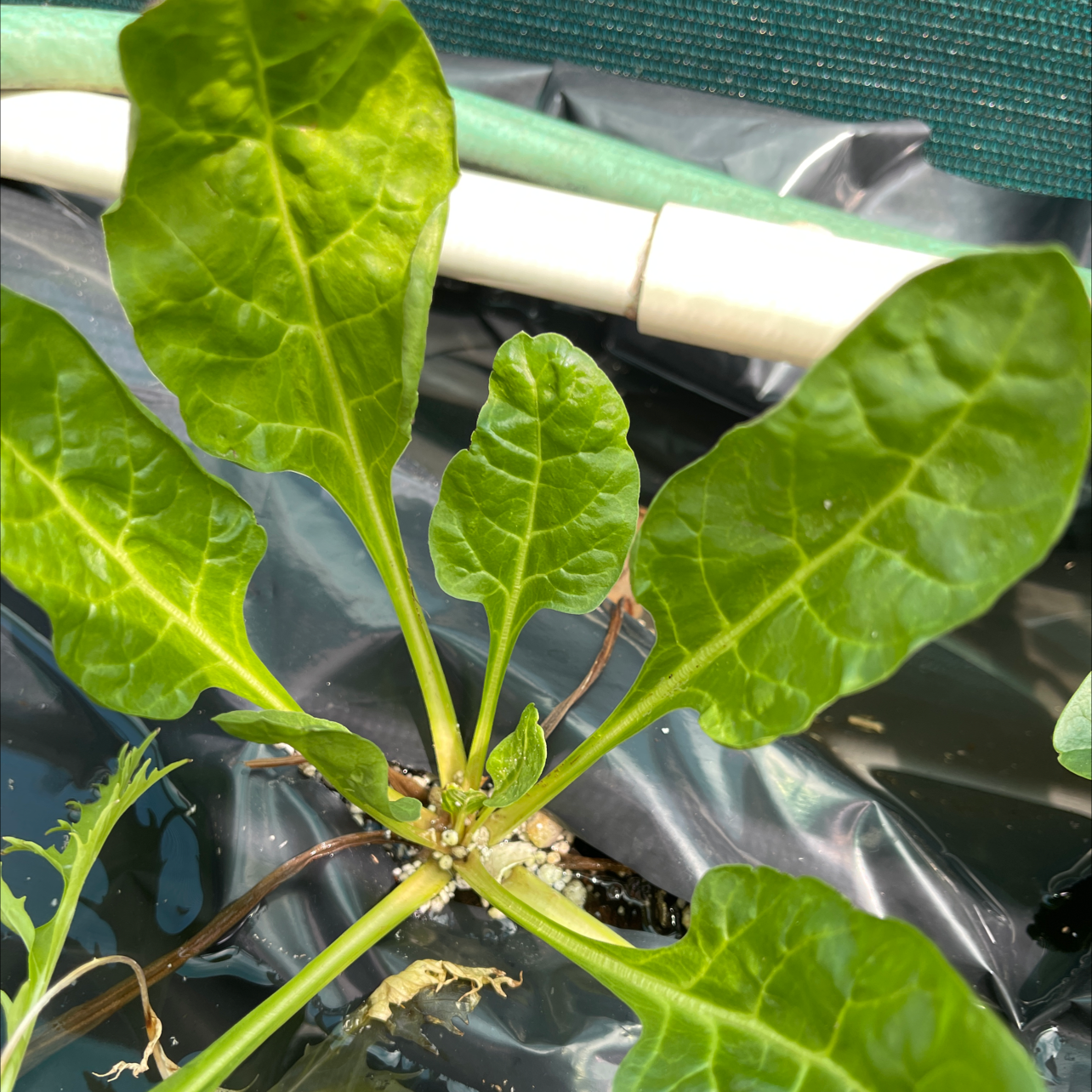 Common Beet plant with healthy green leaves, visible soil, and gardening materials in the background.