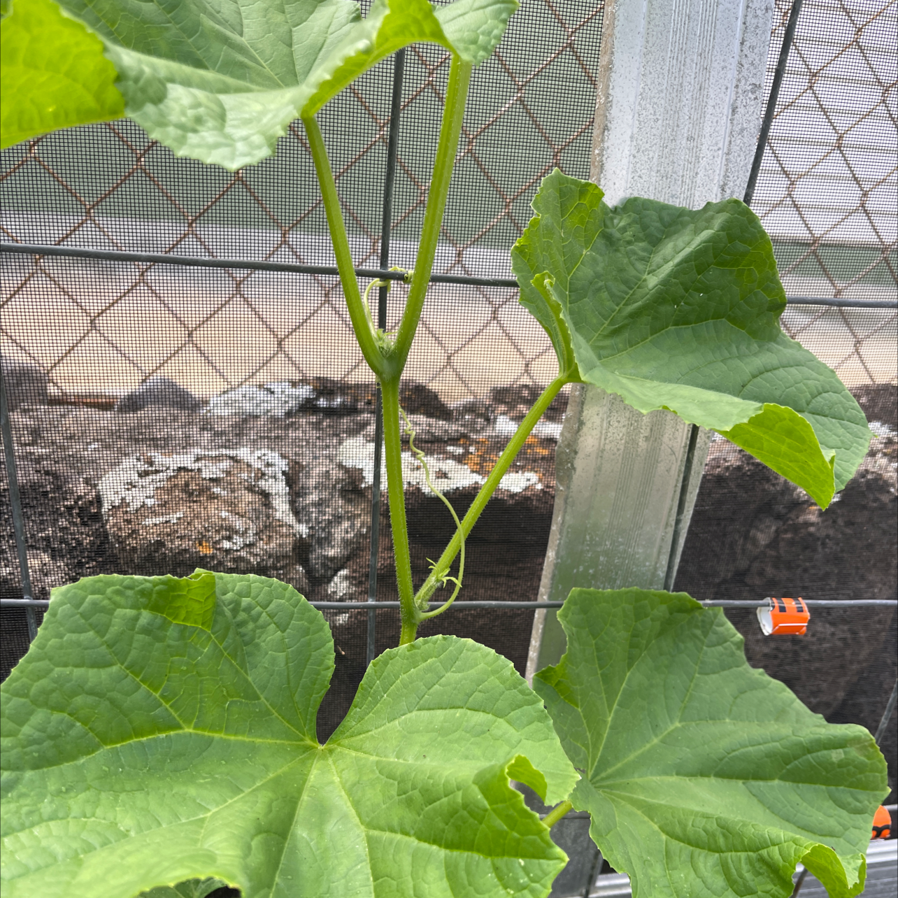 Cucumber plant with large green leaves growing against a mesh or trellis.