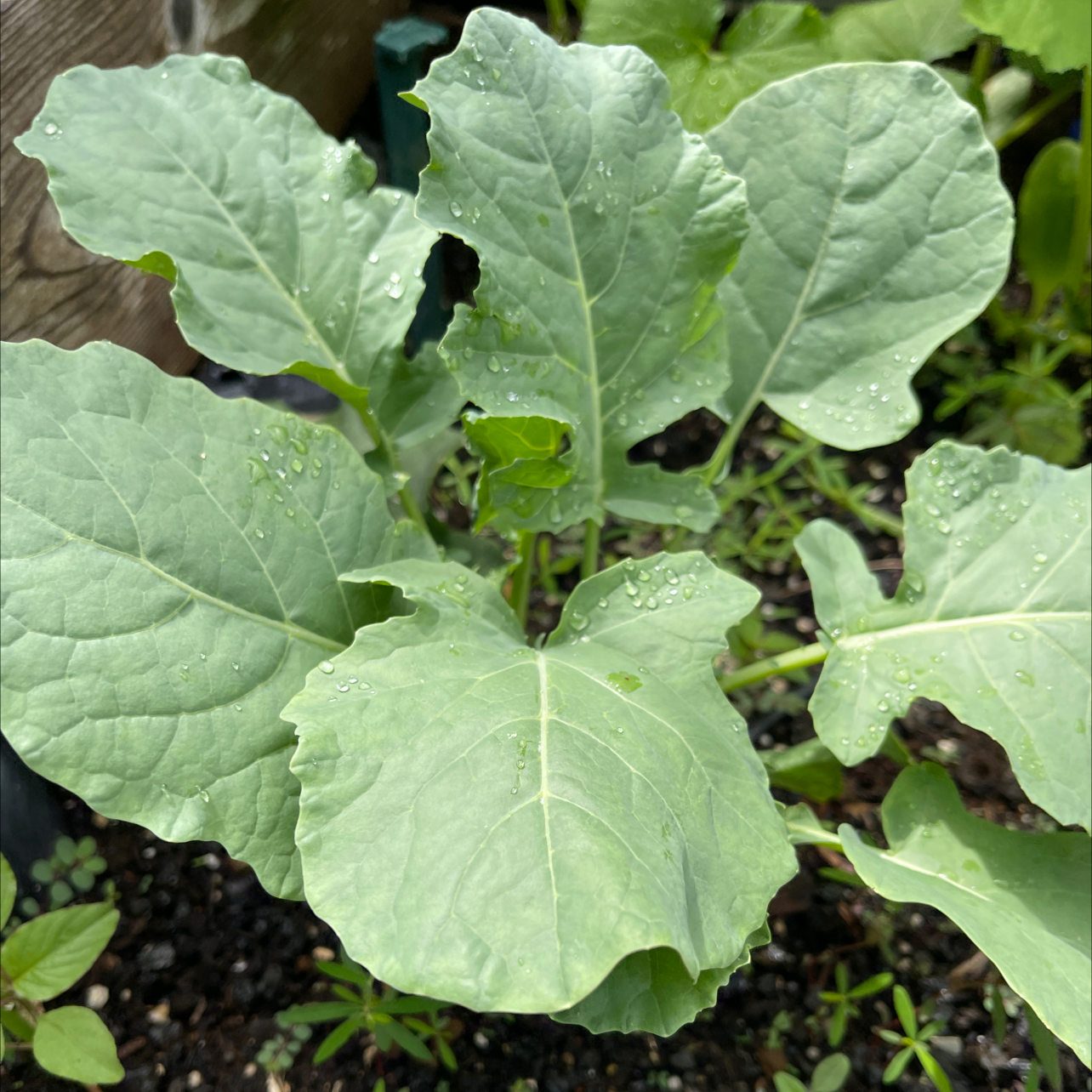 Healthy wild cabbage plant with large, light green, textured leaves growing in a circular formation.