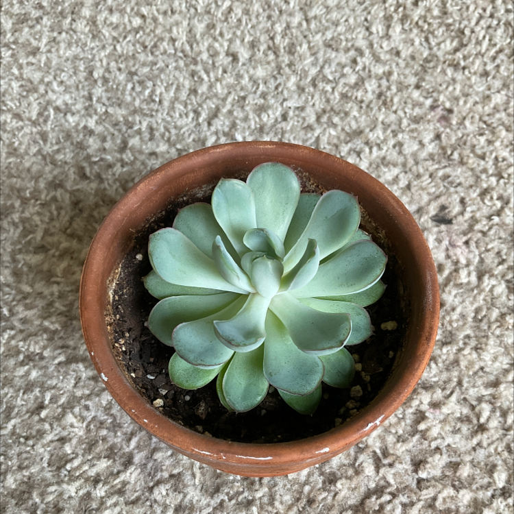 Potted Echeveria 'Morning Beauty' succulent plant on a textured surface.