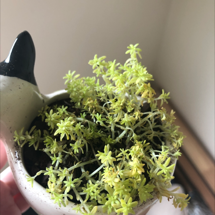 Tokyo Sun Stonecrop plant in a small pot with some yellowing leaves.