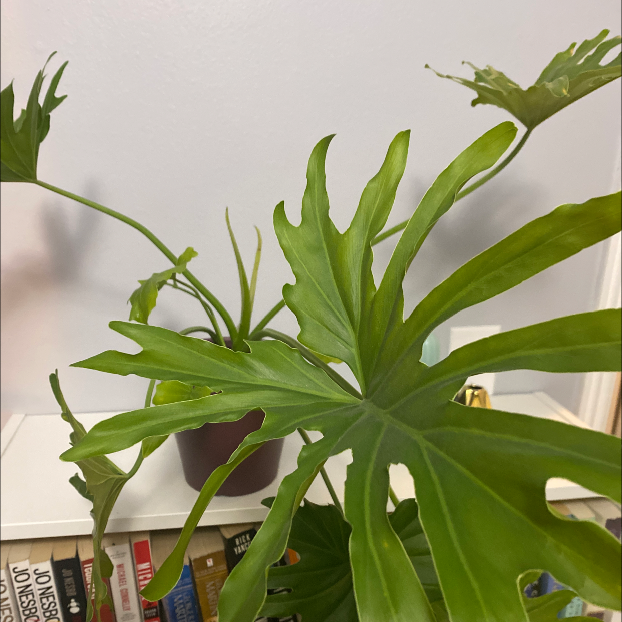 Philodendron 'Hope Selloum' with large green leaves, bookshelf in background.