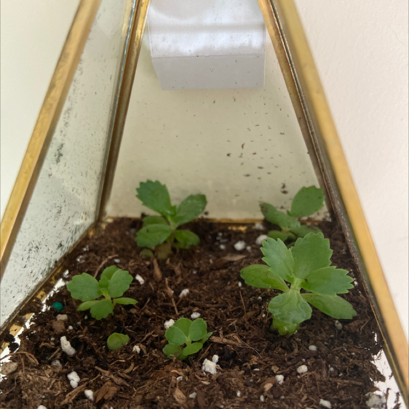 A healthy young Cathedral Bells plant in a clear plastic container with visible dark moist soil.