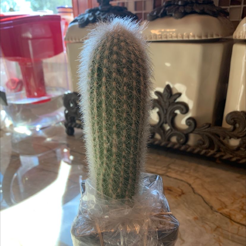 Silver Torch Cactus on a kitchen counter, well-framed and healthy.
