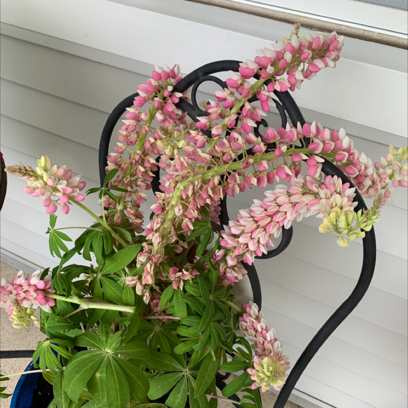 Big-Leaved Lupine plant with pink and white flowers and green leaves.
