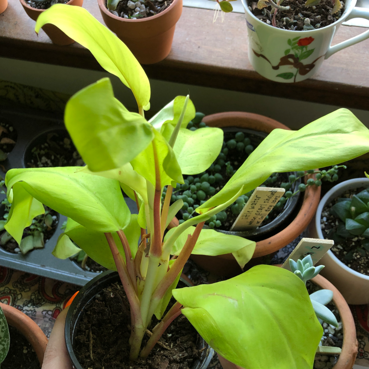 Photo of the plant species Philodendron Lemon Lime by @bogwitch named Lemon Boy on Greg, the plant care app