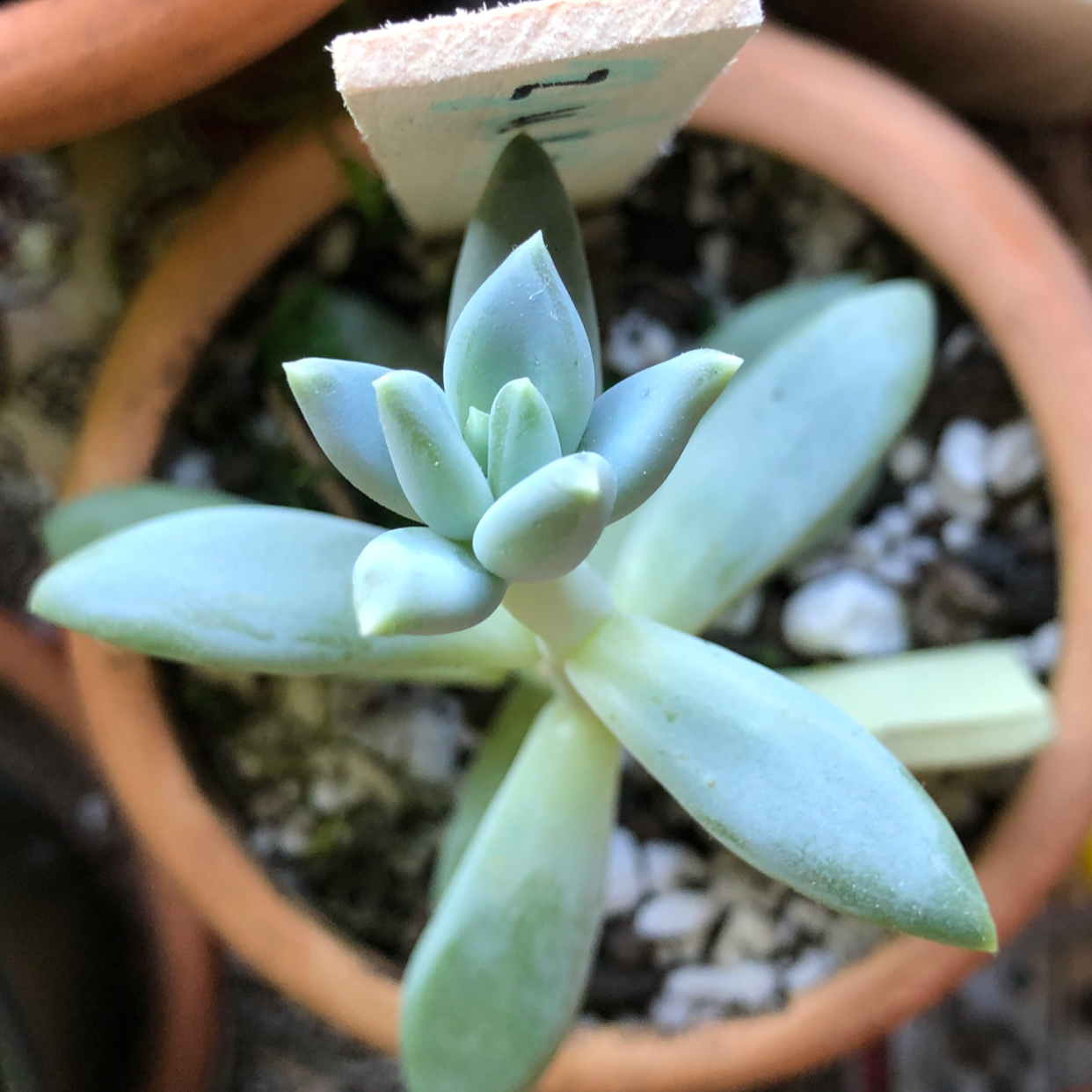 Pachyphytum 'Moon Silver' succulent in a terracotta pot, healthy with plump leaves.
