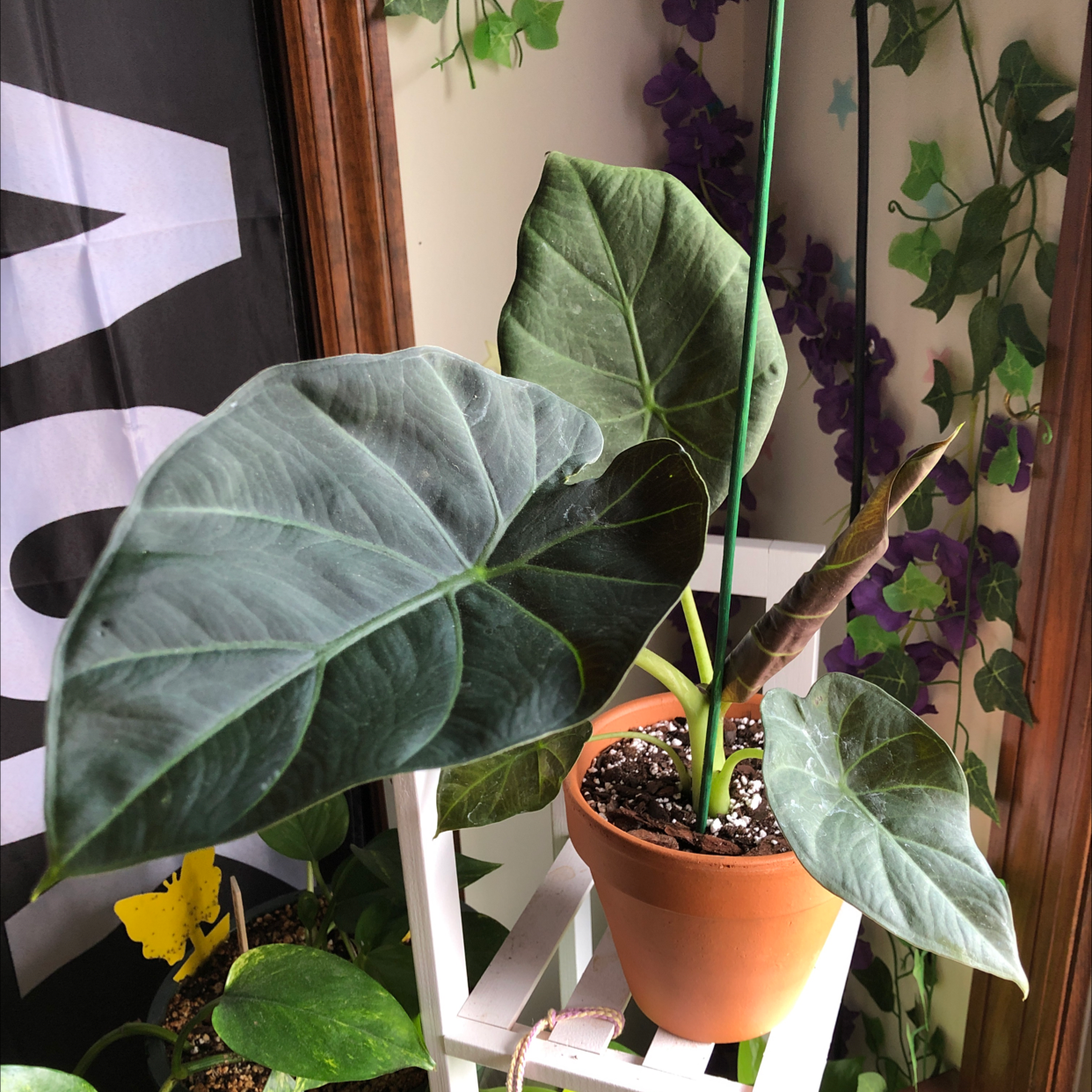 Potted Alocasia 'Regal Shields' plant with large, dark green leaves. Soil is visible.