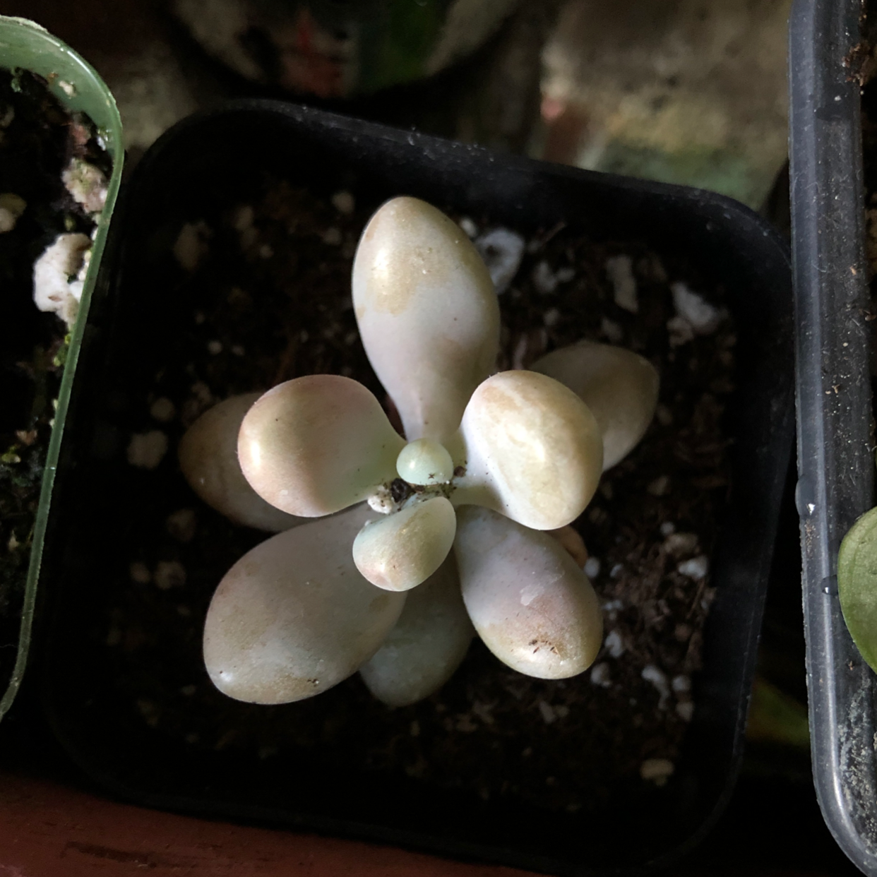 Photo of the plant species Pink Moonstones by @bogwitch named Moonstone on Greg, the plant care app