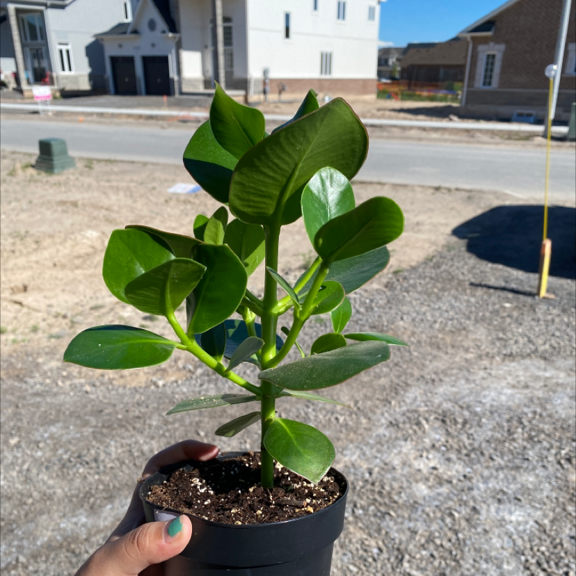 Healthy Autograph Tree plant in a black pot, held by a hand, with a residential area in the background.