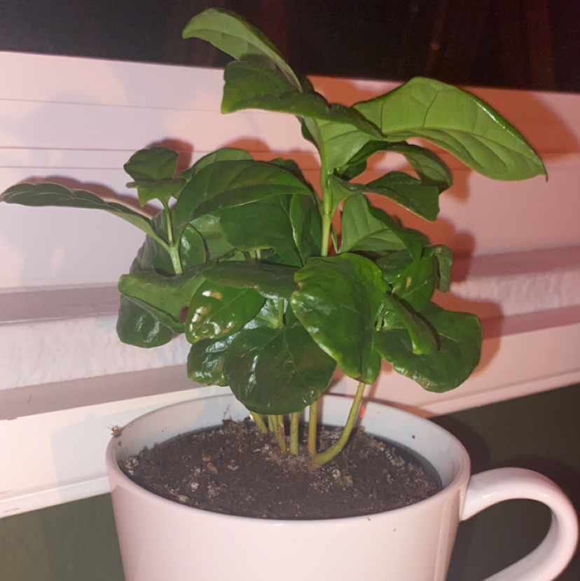 Arabian Coffee Plant plant photo by Kylie named Jennifer on Greg, the plant care app.