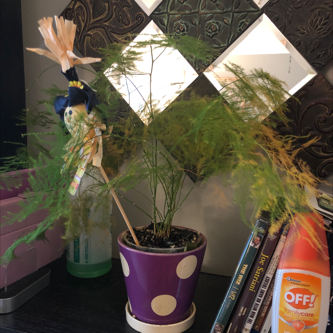 Lush Asparagus Fern houseplant in a purple polka dot pot, artfully arranged with books and decorative elements.