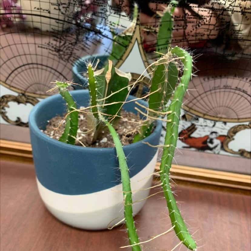 San Pedro Cactus in a blue and white pot with some elongated stems, visible soil.