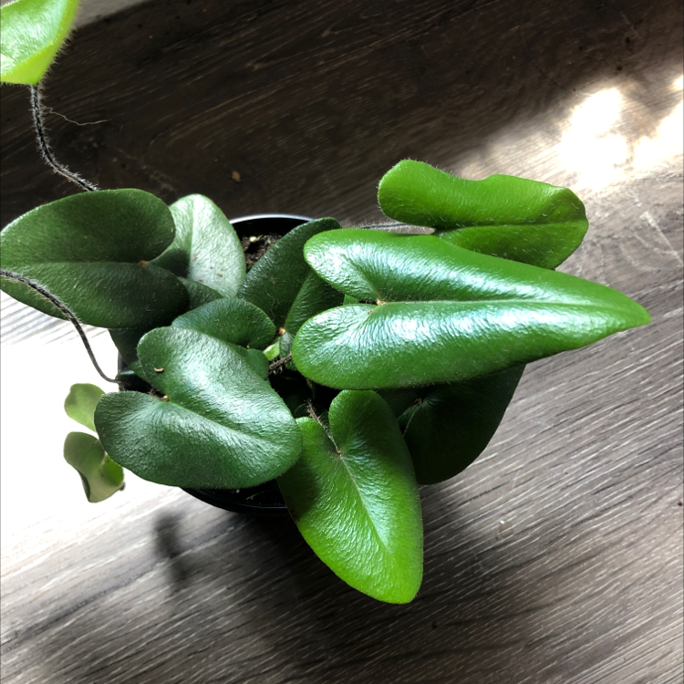 Heart Fern plant with healthy, glossy green leaves in a pot.