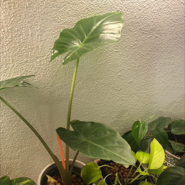 Zebra Elephant Ear plant with large, glossy leaves in a pot, with visible soil and other plants nearby.