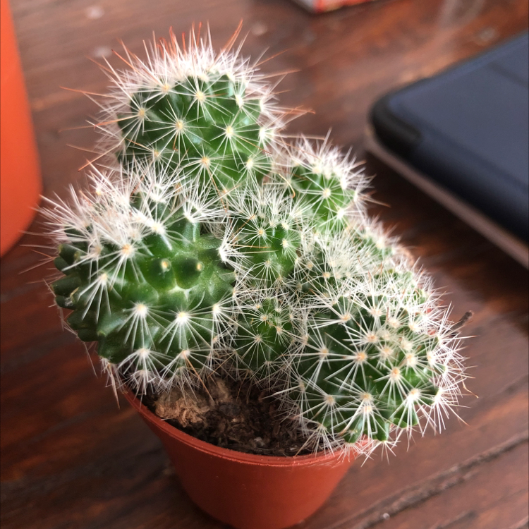 Missouri Foxtail Cactus in a small pot with white spines, appears healthy.
