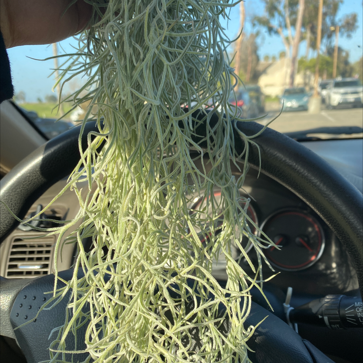 Spanish Moss plant held inside a car, with a visible steering wheel and dashboard.
