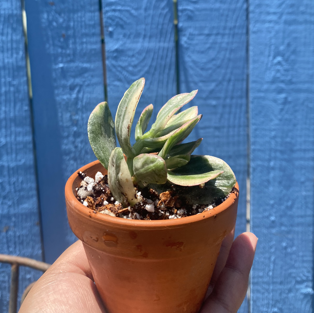 Variegated jade plant in a terracotta pot held by a hand against a blue wooden background.
