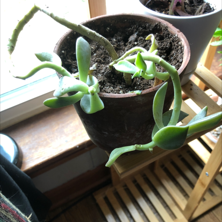 Potted Tree Stonecrop succulent with green, fleshy leaves near a window.
